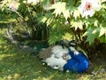 Peafowl (Pavo cristatus L.) - male lying beneath a flowering bush